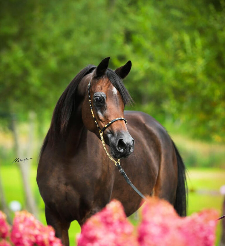 Washa - Lubochnia Arabians