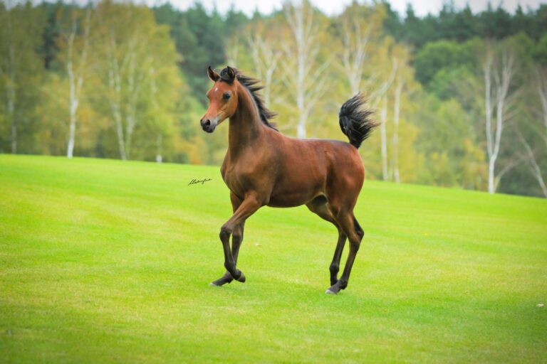 Wajana L - Lubochnia Arabians