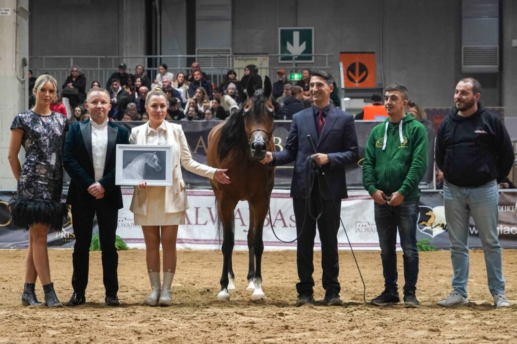 D Dawaly, Złoty Medal Klaczy Starszych, Int. B Show Verona 2023, fot. Arabian Horse Magazine
